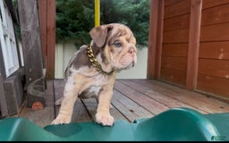 English Bulldog dogs for sale: English Bulldog 4 puppies - Image 6