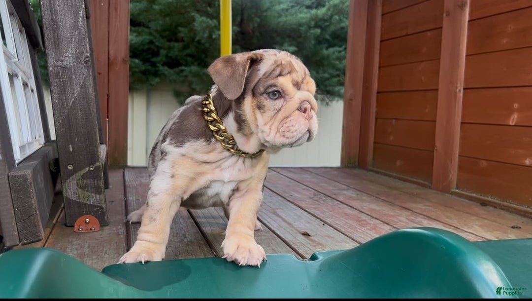 English Bulldog dogs for sale: English Bulldog 4 puppies - Image 6