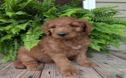 Goldendoodle dogs for sale: Dash - Image 17
