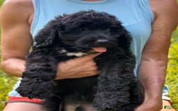Goldendoodle dogs for sale: Brooklyn - Image 8