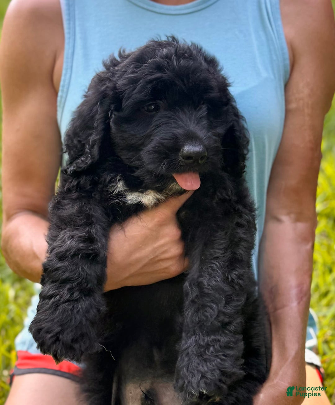 Goldendoodle dogs for sale: Brooklyn - Image 8