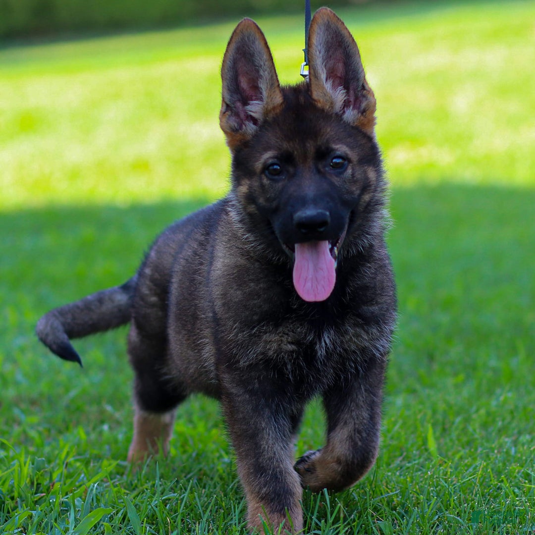 German Shepherd dogs for sale: Axel - Image 15