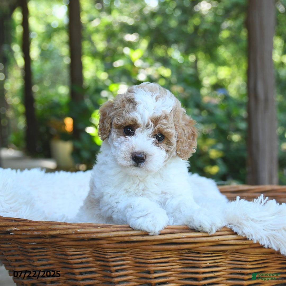 Miniature Poodle dogs for sale: Luna - Image 2