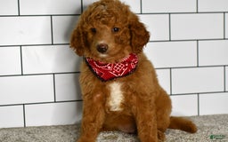 Mini Goldendoodle dogs for sale: Sandie - Image 3