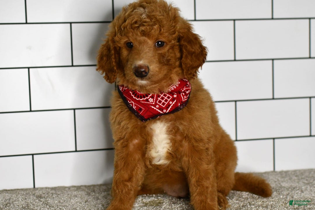 Mini Goldendoodle dogs for sale: Sandie - Image 3
