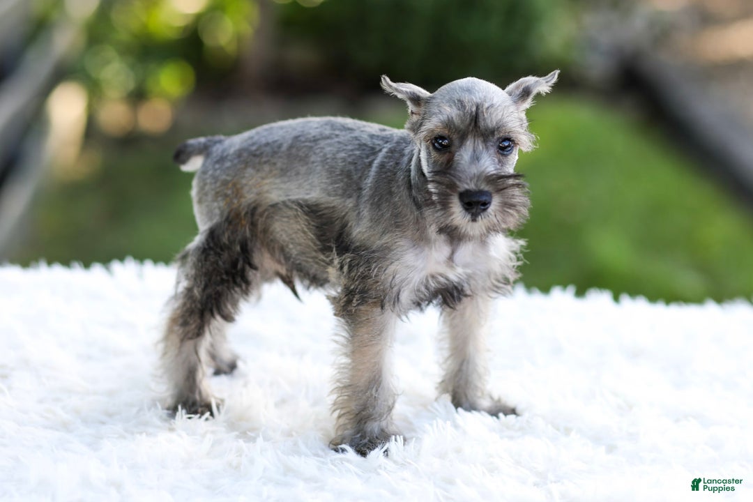 Miniature Schnauzer dogs for sale: Buddy - Image 8