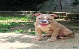 American Bully dogs for sale: Tony - Image 2