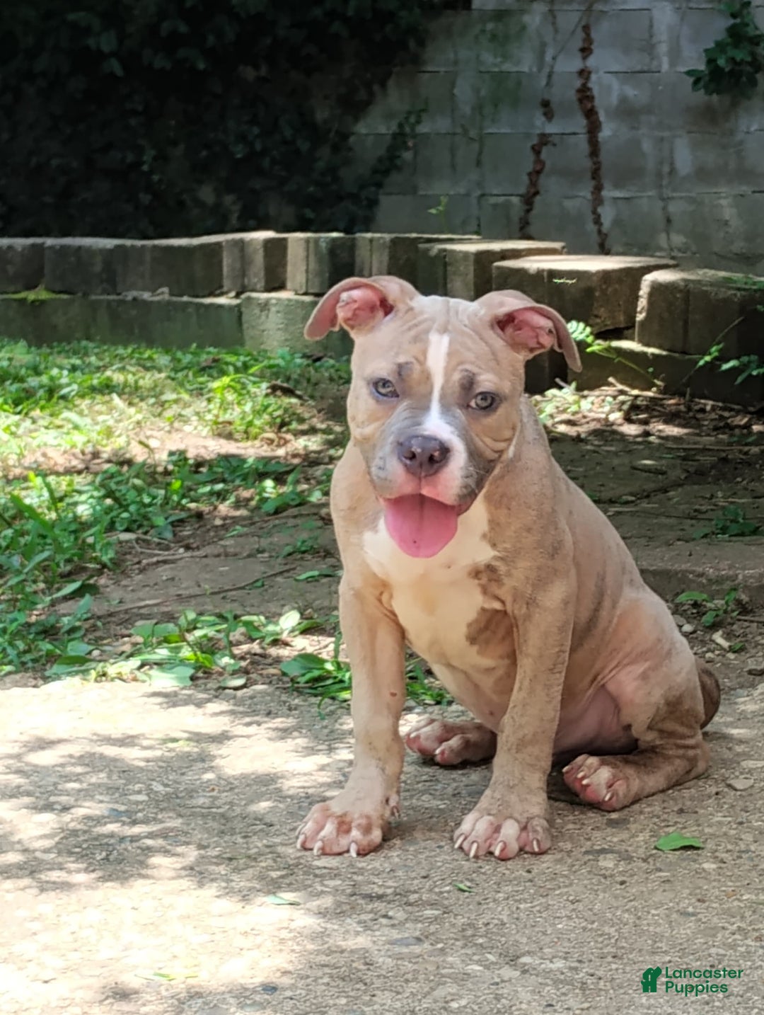 American Bully dogs for sale: Tony - Image 2