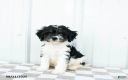 Cavapoo dogs for sale: Carolina - Image 1