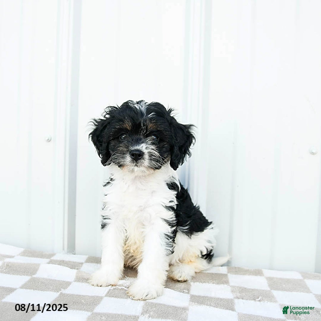 Cavapoo dogs for sale: Carolina - Image 1