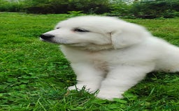 Great Pyrenees dogs for sale: Holly - Image 2
