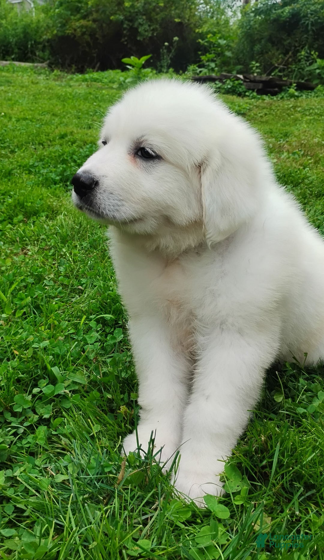 Great Pyrenees dogs for sale: Holly - Image 2
