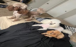 Yorkiepoo dogs for sale: Luxe - Image 2