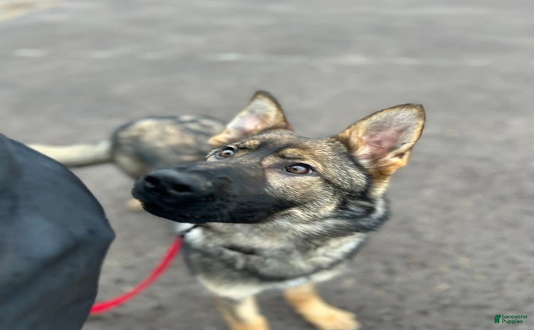 German Shepherd dogs - Advert 1