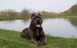 Cane Corso dogs for sale: Chief - Image 6