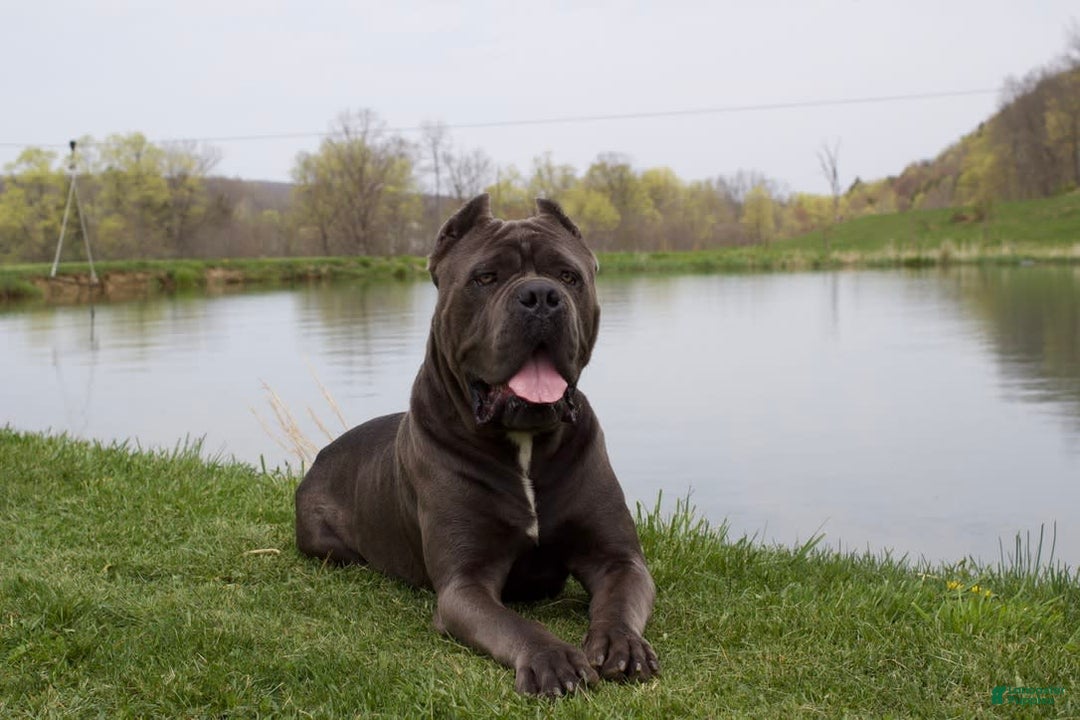 Cane Corso dogs for sale: Chief - Image 6