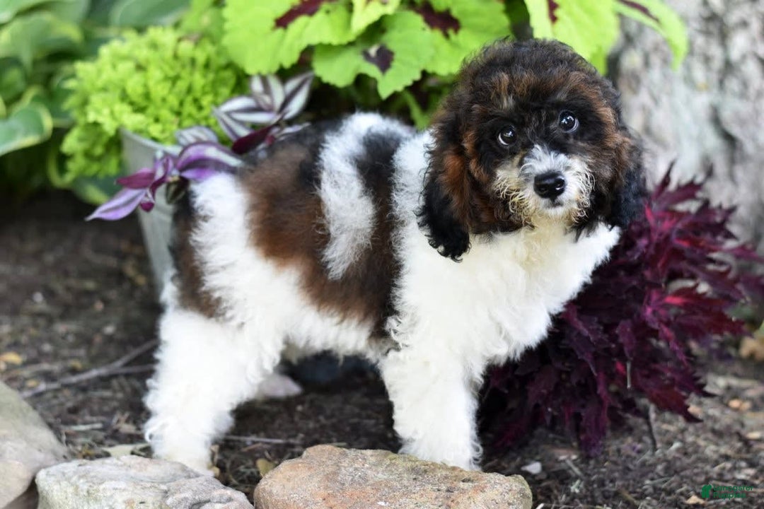 Miniature Poodle dogs for sale: Austin - Image 1
