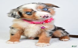 Miniature Australian Shepherd dogs for sale: Shelly - Image 6