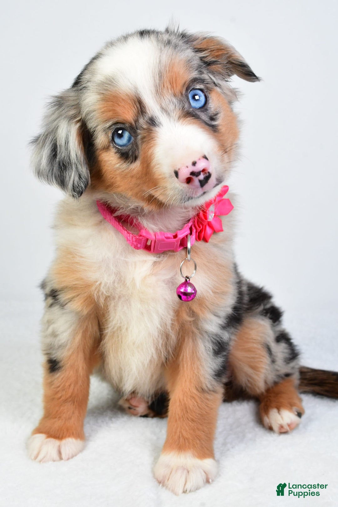 Miniature Australian Shepherd dogs for sale: Shelly - Image 6