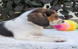 Beagle dogs for sale: Max - Image 7