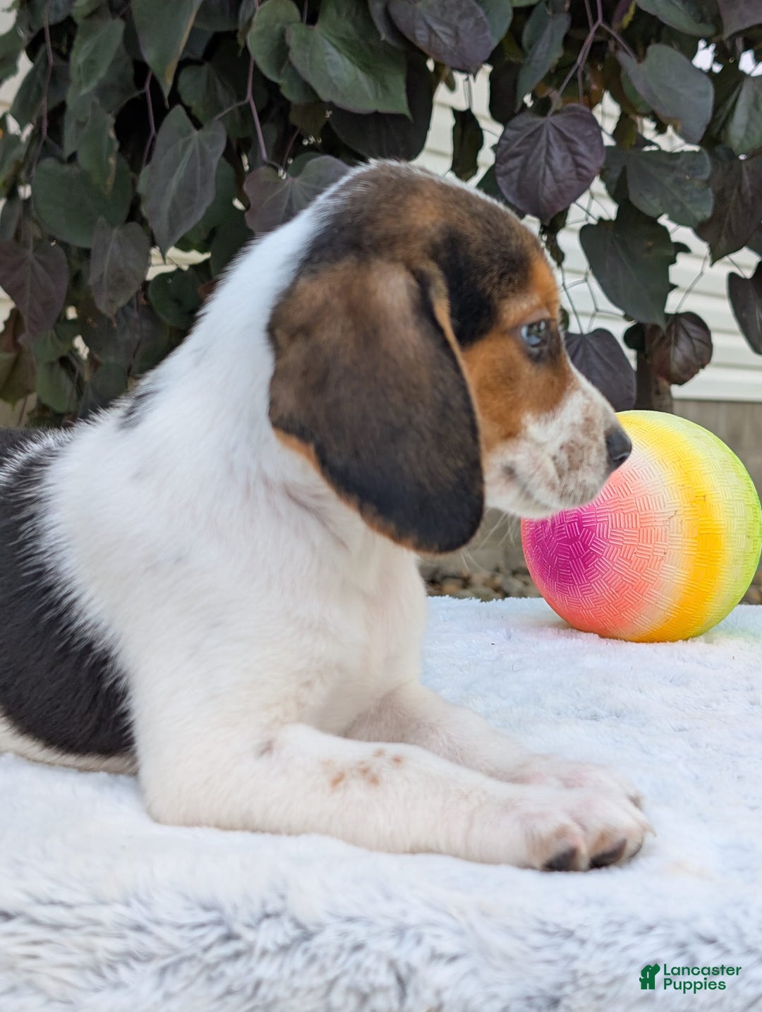 Beagle dogs for sale: Max - Image 7