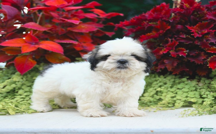 Shih Tzu dogs for sale - Ad 4