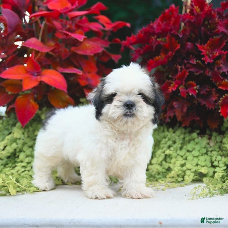 Shih Tzu dogs for sale - Ad 4