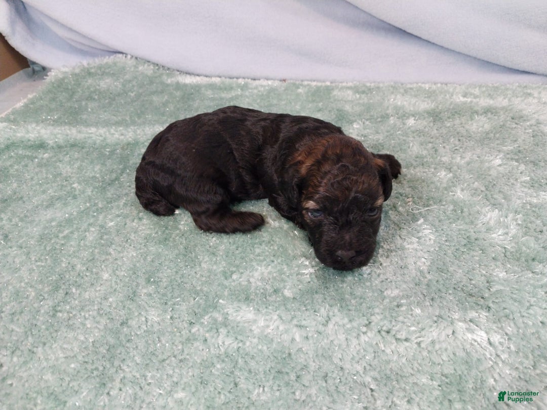 Toy Poodle dogs for sale: Kody - Image 2