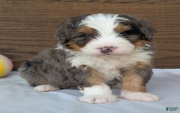 Mini Bernedoodle dogs for sale: Louie - Image 8