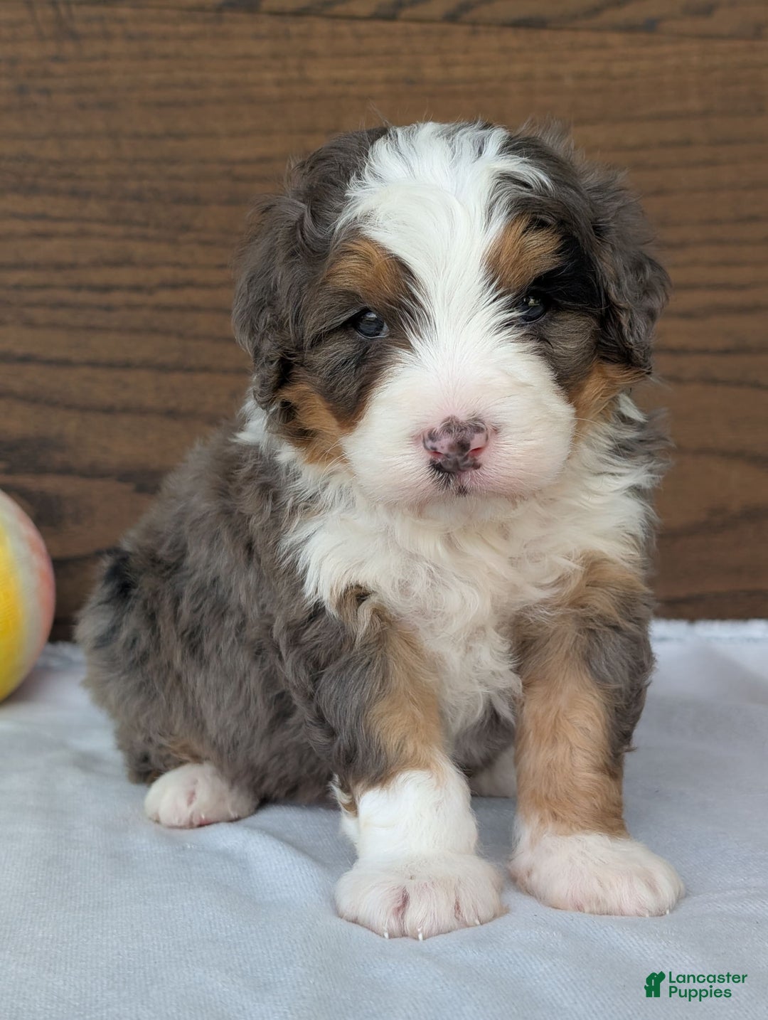Mini Bernedoodle dogs for sale: Louie - Image 8