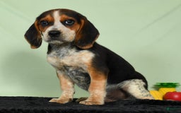 Beagle dogs for sale: Rascal - Image 1