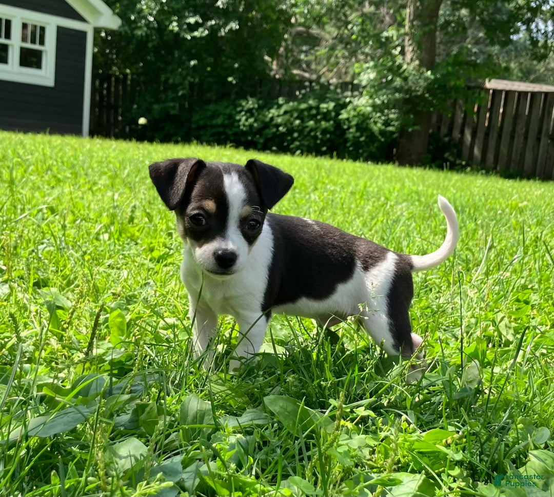 Chihuahua dogs for sale: Mikey - Image 2
