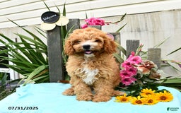 Cavapoo dogs for sale: Cuddles - Image 2