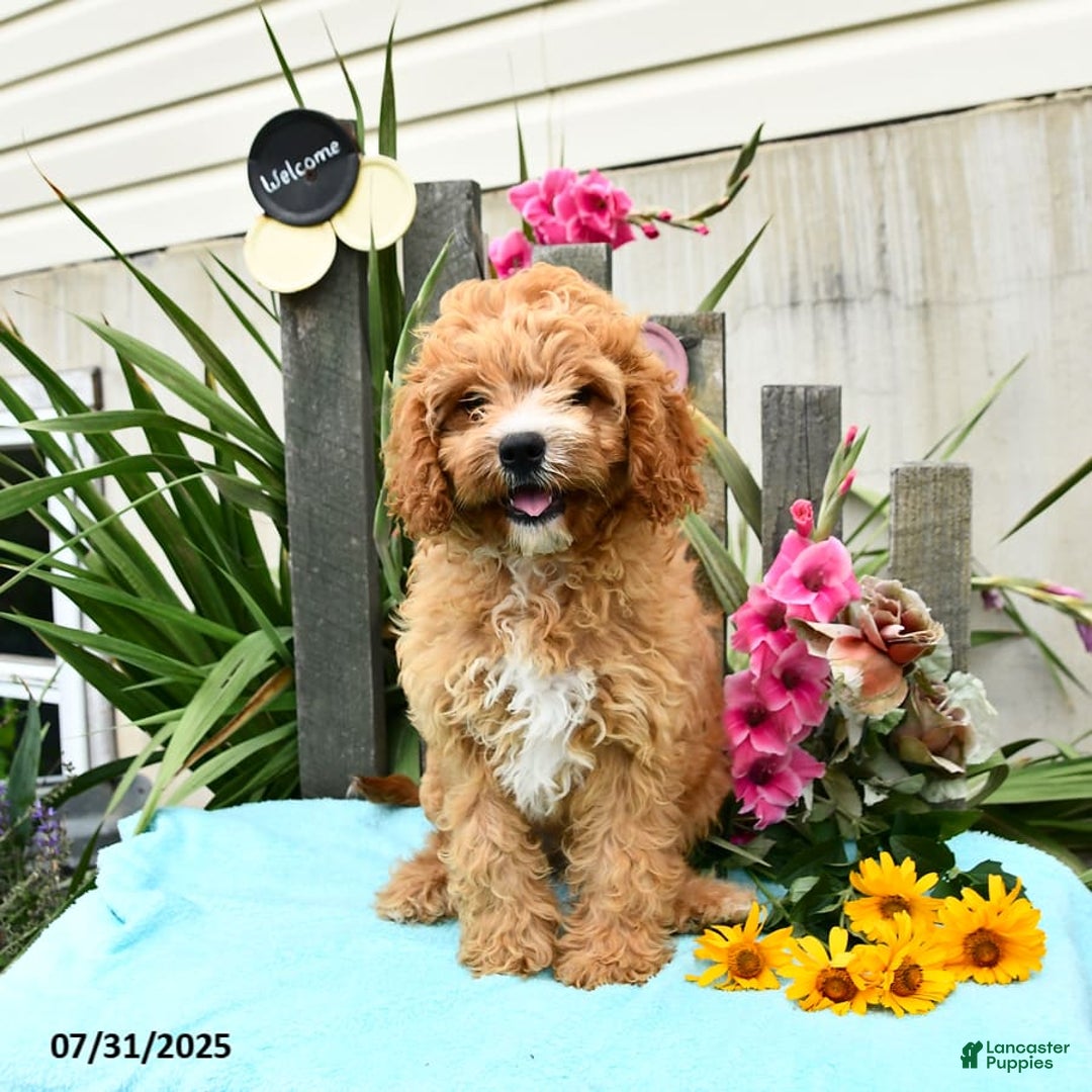 Cavapoo dogs for sale: Cuddles - Image 2