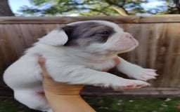 French Bulldog dogs for sale: Patch - Image 3