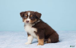 Australian Shepherd dogs for sale: Ellie - Image 4
