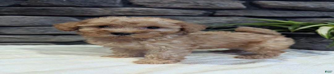 Benson