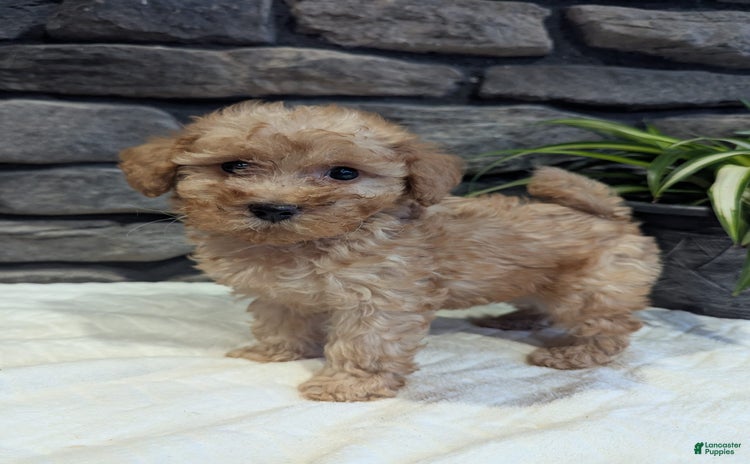 Miniature Poodle dogs for sale - Ad 1