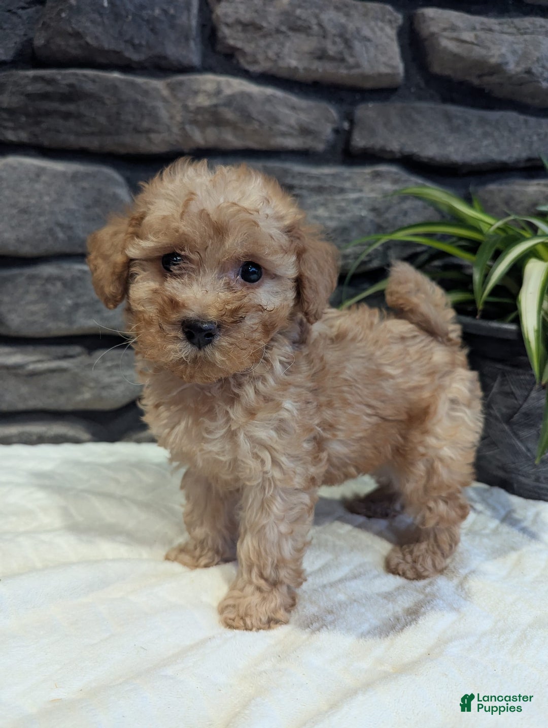 Miniature Poodle dogs for sale: Benson - Image 4