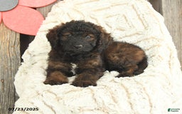 Mini Goldendoodle dogs for sale: Muffin - Image 4