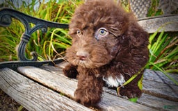 Havapoo dogs for sale: Jesse - Image 15