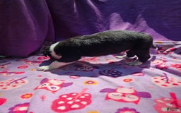 Border Collie dogs for sale: Fang - Image 13