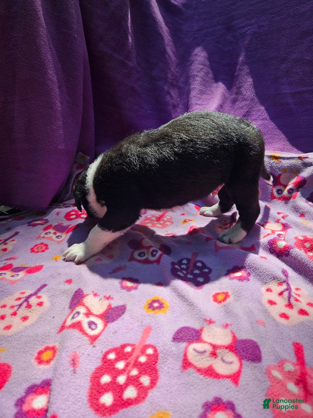 Border Collie dogs for sale: Fang - Image 13