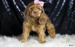 Cocker Spaniel dogs for sale: Lexi - Image 4