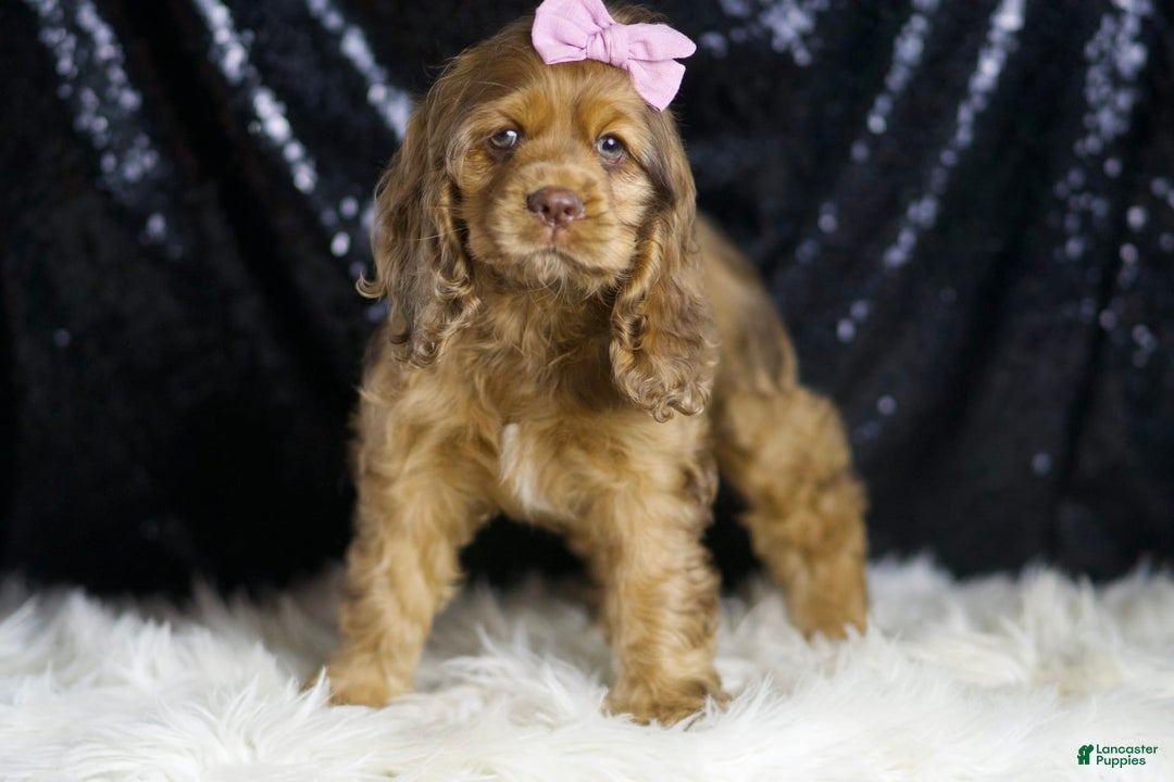 Cocker Spaniel dogs for sale: Lexi - Image 4