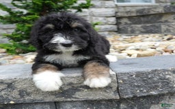 Bernedoodle dogs for sale: Alice - Image 3