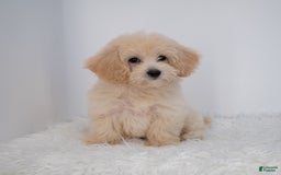 Maltipoo dogs for sale: Rebecca - Image 31