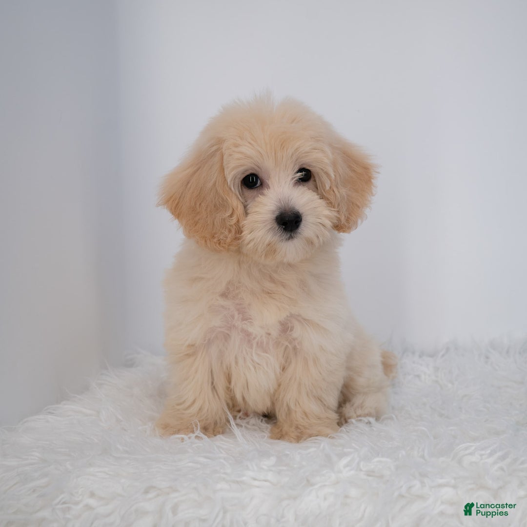 Maltipoo dogs for sale: Rebecca - Image 31