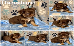 Chihuahua dogs for sale: Theodore Chocolate Lc - Image 23