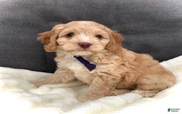 Cockapoo dogs for sale: Oliver - Image 5